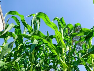 green field of corn