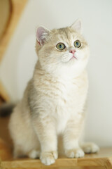 All the cats in my album are cats from my farm.

Facebook Page
MonstersCottage Cattery : British Shorthair