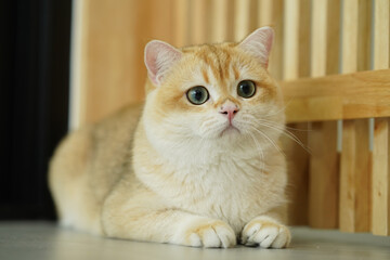 All the cats in my album are cats from my farm.

Facebook Page
MonstersCottage Cattery : British Shorthair