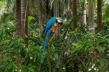 Exotic bird from Latin America called the yellow blue macaw. 