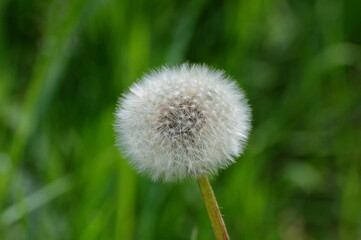 A faded fluffy dandelion on a summer morning. Moscow region. Russia