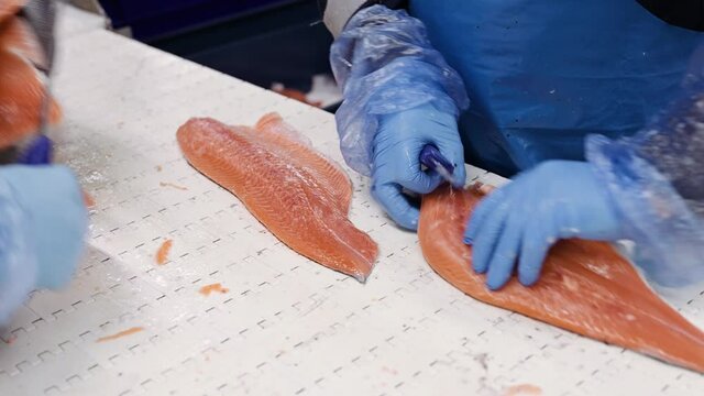 The process of manual filleting of red fish. The worker cuts the fish into pieces with a knife.