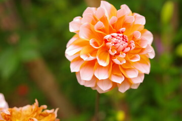 オレンジとピンクの花