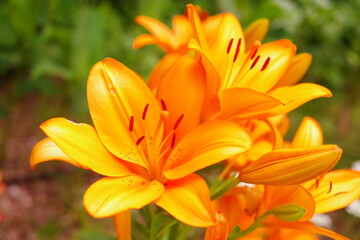 オレンジの百合