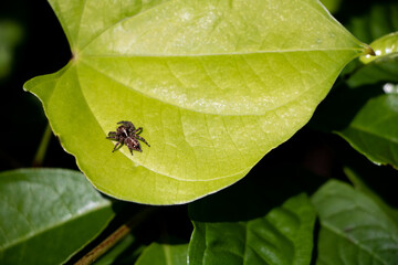 jumping spider on a leaf in the forest in Laos