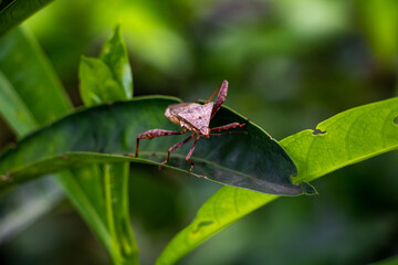 Leaf-footed Bug front view on a leaf in Laos