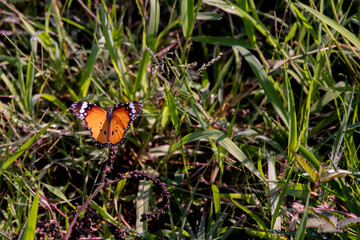 Plain Tiger Butterfly midflight in a field in Laos