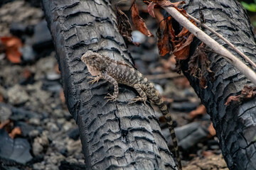 Oriental Forest Lizard on a charred log in Laos