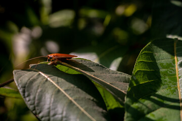 wood cockroach on a leaf in the forest, Laos
