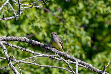 Great Crested Flycatcher in the woodland of Wisconsin. 