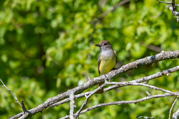 Great Crested Flycatcher in the woodland of Wisconsin. 