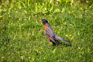 Fototapeta premium The American robin in search of food for young