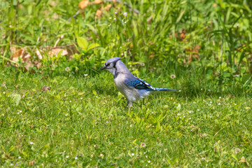 The Blue jay while searching for food
