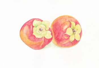 Persimmon drawing with water-soluble colour pencils. Hand drawing.