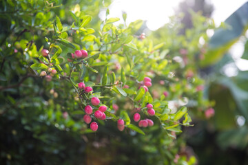 Fresh mango yawn lime booing or bengal currant, christs thorn or carunda or karonda sour fruit in thailand.