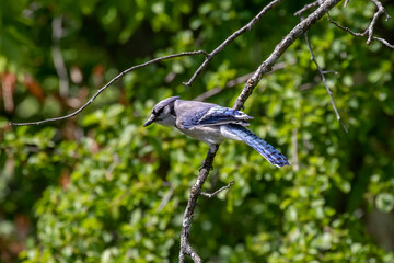 The Blue jay while searching for food