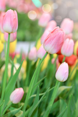 Colorful tulip flower blooming in the spring garden, soft selective focus