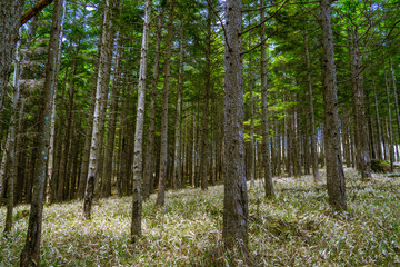 Obraz premium カラマツの森 霧ヶ峰