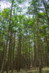 カラマツの森　霧ヶ峰