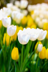 White tulip blooming in flower field, beauliful spring garden flower, soft selective focus