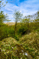 霧ヶ峰の森　笹