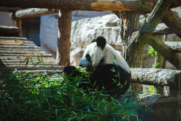 Panda eats bamboo close-up. Cute panda bear.