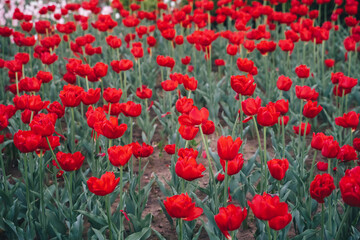 Field of red tulips in Holland.