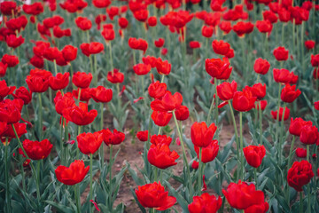 Field of red tulips in Holland.