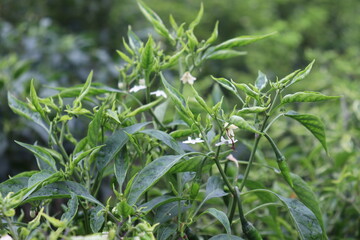 green colored chili tree firm