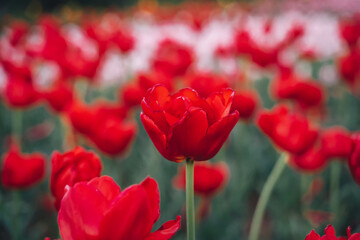 Field of red tulips in Holland.