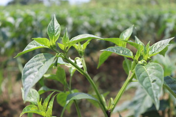 green colored chili on tree