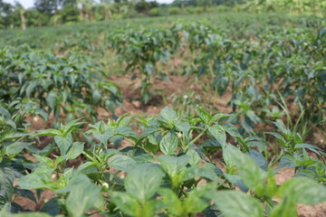 green colored chili tree firm