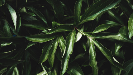 Fototapeta na wymiar foliage on a blue background, place for text