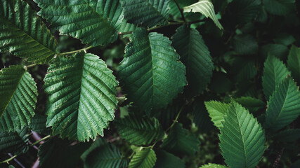foliage on a blue background, place for text