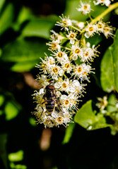 Close up image of a yellow jacket insect pollenating a chokecherry bloom.