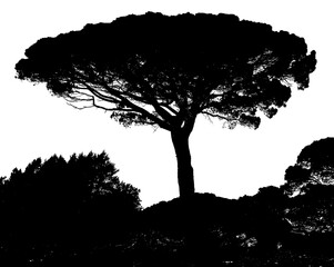 Silhouette de pin parasol Proven&ccedil;al 