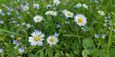 daisies in the grass