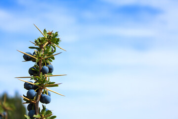 Planta de calafate en la patagonia