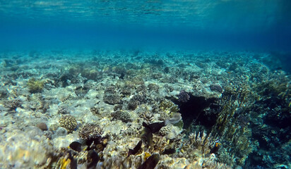 Naklejka na ściany i meble Stunning undersea coral reef view, Red Sea, Egypt, Sharm El Sheikh