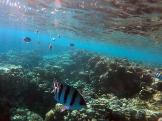 Stunning undersea coral reef view, Red Sea, Egypt, Sharm El Sheikh