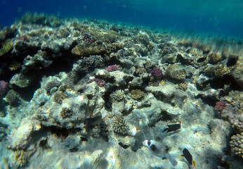 Fototapeta na wymiar Stunning undersea coral reef view, Red Sea, Egypt, Sharm El Sheikh