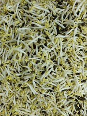 Bean Sprouts top view.