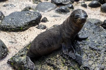 カメラ目線の赤ちゃんアシカ