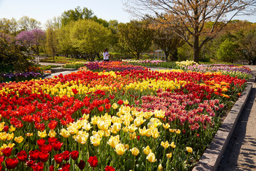Beautiful tulip garden with many varieties and a rainbow of colored tulip flowers