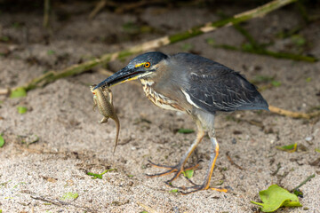 トカゲを加えた鳥