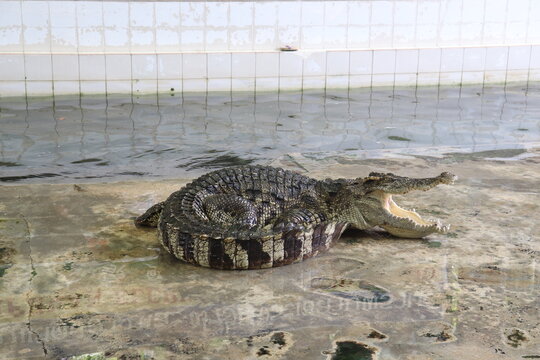 Crocodile Opens Its Mouth To Cool Off. It's In The Cement Courtyard And There's Water. A Reptile Can Live In Both Land And Water It Has A Fierce Character, Sharp Teeth, And Can Eat Meat. In Thailand.