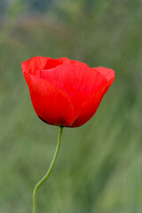 Coquelicot