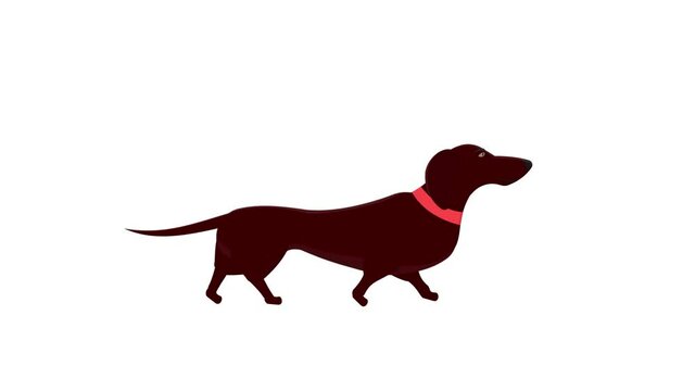 Dachshund. Animal dog animation, alpha channel enabled. Cartoon