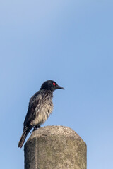common starling bird perched on rock