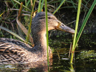Wild Duck close up